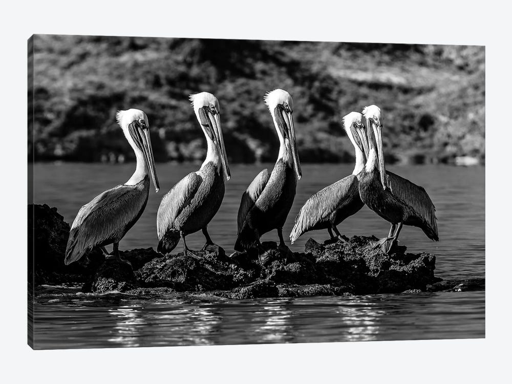 Flock Of Brown Pelican On Island, Sea Of Cortez, Baja California Sur, Mexico by Panoramic Images 1-piece Canvas Art Print