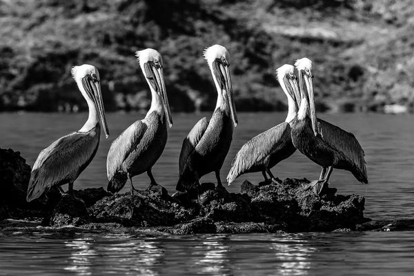 Flock Of Brown Pelican On Island, Sea Of Cortez, Baja California Sur, Mexico