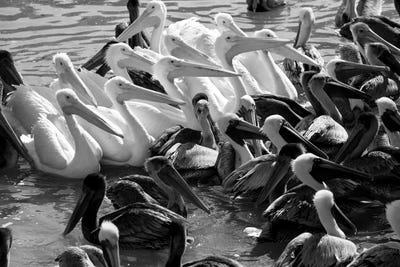 Flock of Pelicans In Water, Galveston, Texas, USA by Panoramic Images framed canvas print