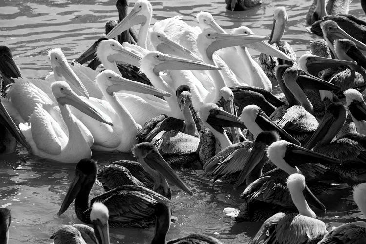 Flock of Pelicans In Water, Galveston, Texas, USA