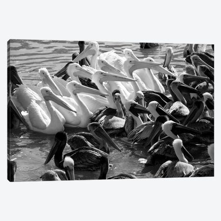 Flock of Pelicans In Water, Galveston, Texas, USA Canvas Print #PIM16167} by Panoramic Images Canvas Art
