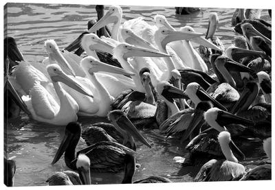 Flock of Pelicans In Water, Galveston, Texas, USA Canvas Art Print - Pelican Art