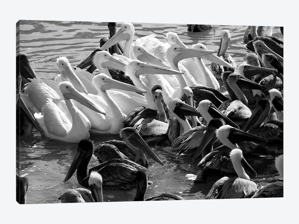 Flock of Pelicans In Water, Galveston, Texas, USA by Panoramic Images 1-piece Canvas Wall Art