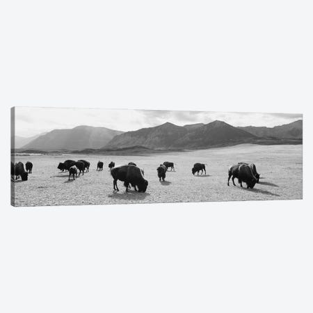 Herd Of Bisons Grazing In A Field, Waterton Lakes National Park, Alberta, Canada Canvas Print #PIM16173} by Panoramic Images Canvas Wall Art