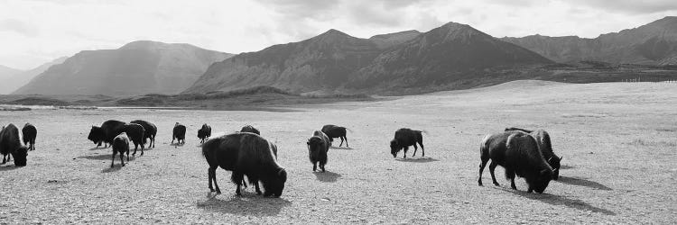 Herd Of Bisons Grazing In A Field, Waterton Lakes National Park, Alberta, Canada