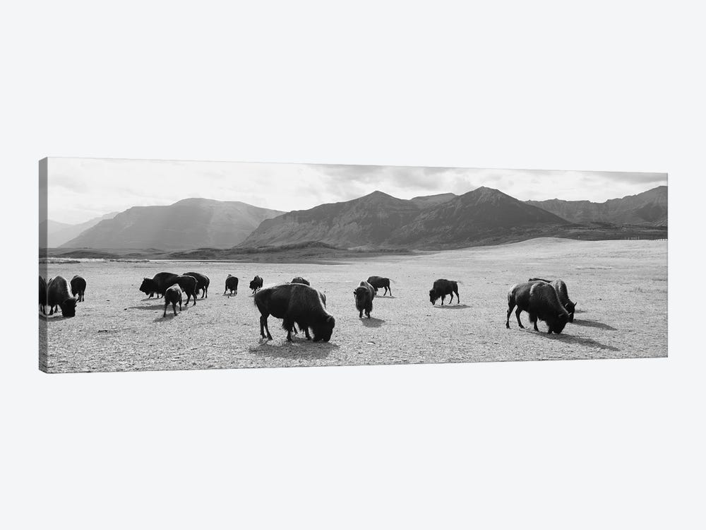 Herd Of Bisons Grazing In A Field, Waterton Lakes National Park, Alberta, Canada by Panoramic Images 1-piece Art Print