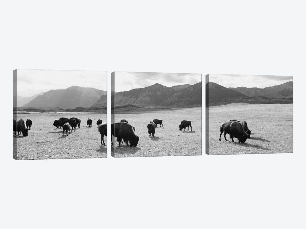 Herd Of Bisons Grazing In A Field, Waterton Lakes National Park, Alberta, Canada by Panoramic Images 3-piece Art Print