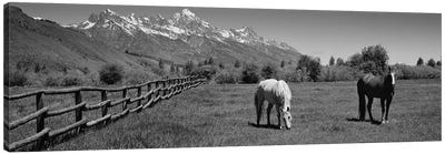 Horses And Teton Range Grand Teton National Park WY Canvas Art Print - Grand Teton National Park Art