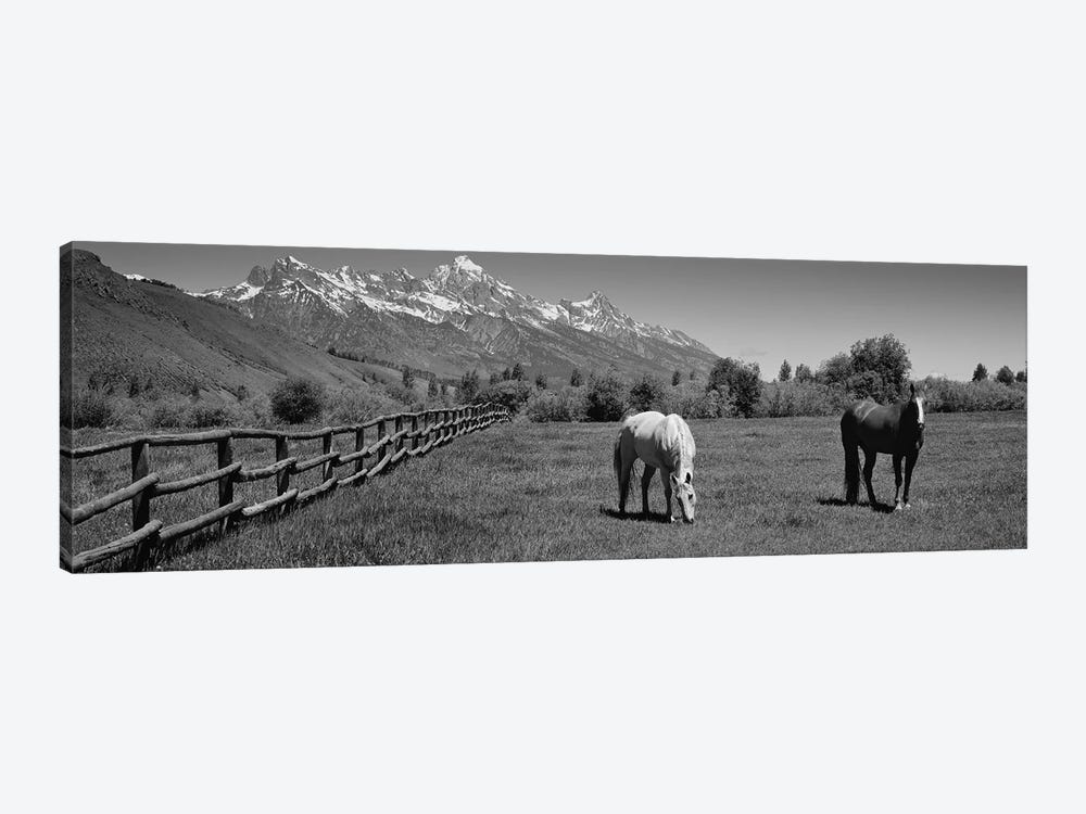 Horses And Teton Range Grand Teton National Park WY by Panoramic Images 1-piece Canvas Print