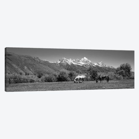 Horses And Teton Range Grand Teton National Park WY Canvas Print #PIM16180} by Panoramic Images Canvas Art Print