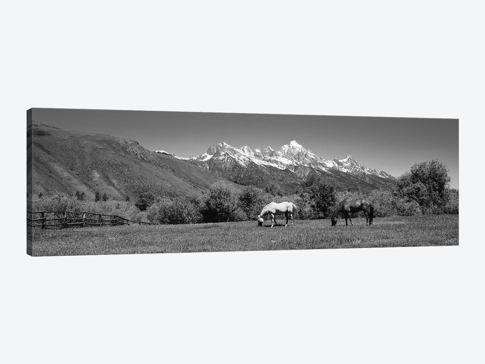 Horses And Teton Range Grand Teton National Park WY by Panoramic Images 1-piece Art Print