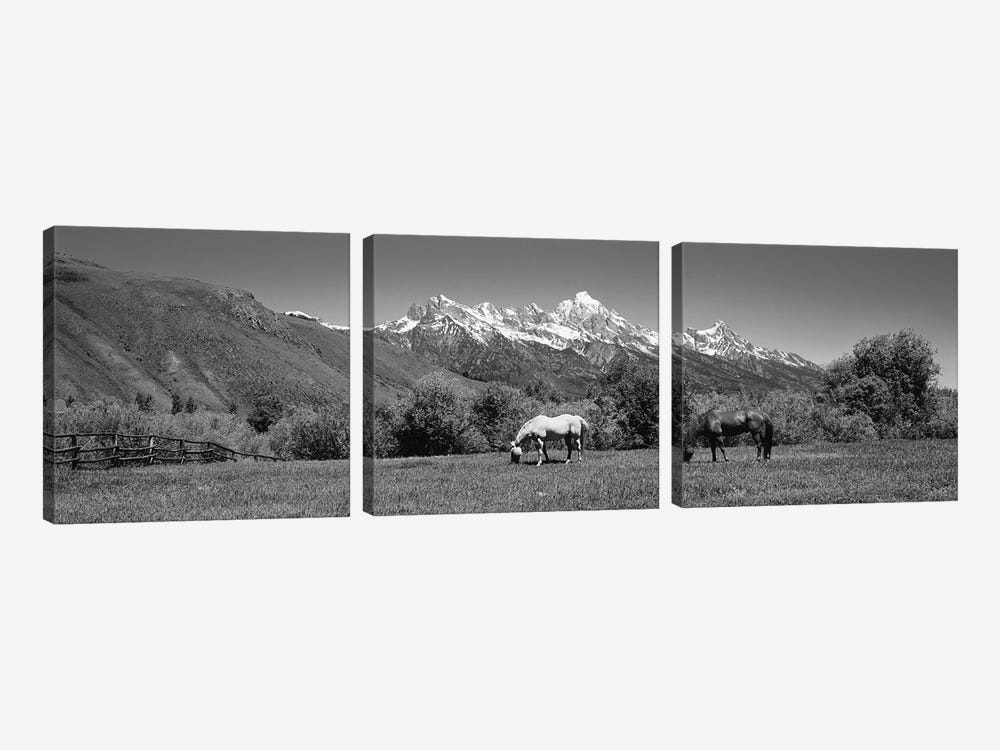 Horses And Teton Range Grand Teton National Park WY by Panoramic Images 3-piece Art Print