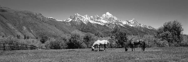 Rocky Mountains: Horses And Teton Range Grand Teton National Park WY by Panoramic Images