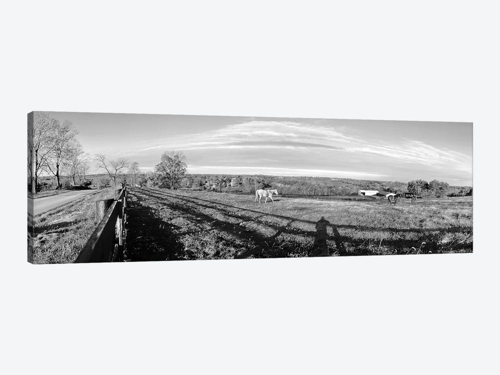 Horses Grazing On Paddock At Horse Farm, Lexington, Kentucky, USA by Panoramic Images 1-piece Canvas Wall Art