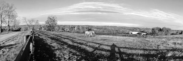 Horses Grazing On Paddock At Horse Farm, Lexington, Kentucky, USA