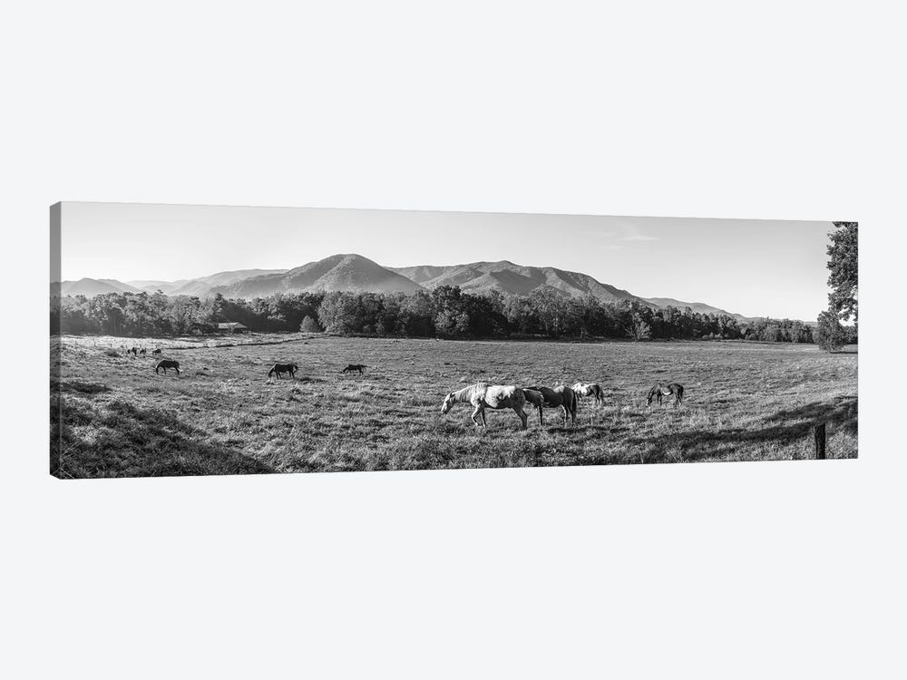 Horses In Pasture, Cades Cove, Great Smoky Mountains National Park, Tennessee, USA by Panoramic Images 1-piece Art Print