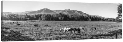 Horses In Pasture, Cades Cove, Great Smoky Mountains National Park, Tennessee, USA Canvas Art Print - Great Smoky Mountains National Park Art