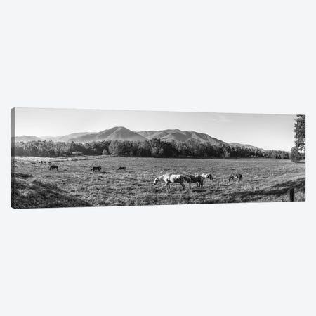 Horses In Pasture, Cades Cove, Great Smoky Mountains National Park, Tennessee, USA Canvas Print #PIM16182} by Panoramic Images Canvas Art Print