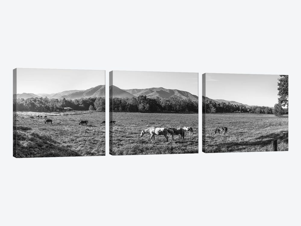 Horses In Pasture, Cades Cove, Great Smoky Mountains National Park, Tennessee, USA by Panoramic Images 3-piece Canvas Art Print