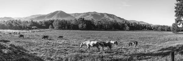Horses In Pasture, Cades Cove, Great Smoky Mountains National Park, Tennessee, USA