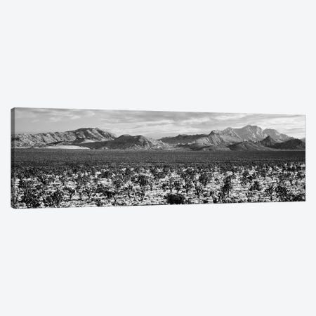 Joshua Tree In A Desert, Mojave National Preserve, California, USA Canvas Print #PIM16187} by Panoramic Images Canvas Art