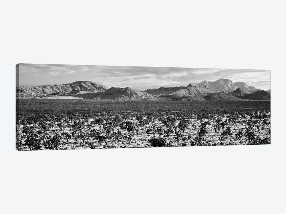 Joshua Tree In A Desert, Mojave National Preserve, California, USA by Panoramic Images 1-piece Canvas Artwork