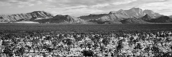 Joshua Tree National Park: Joshua Tree In A Desert, Mojave National Preserve, California, USA by Panoramic Images