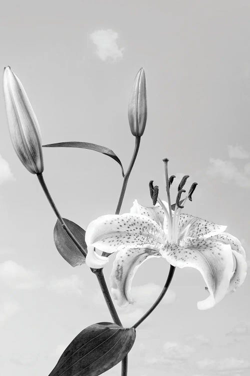 Lily Flower Against Cloudy Sky