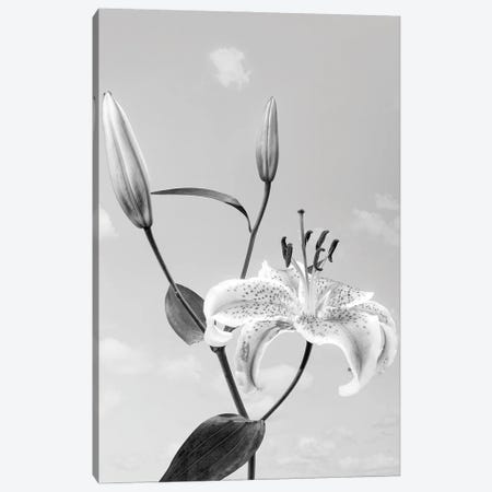 Lily Flower Against Cloudy Sky Canvas Print #PIM16192} by Panoramic Images Canvas Art