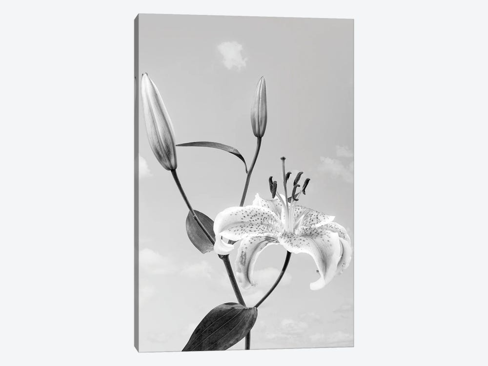 Lily Flower Against Cloudy Sky by Panoramic Images 1-piece Canvas Wall Art