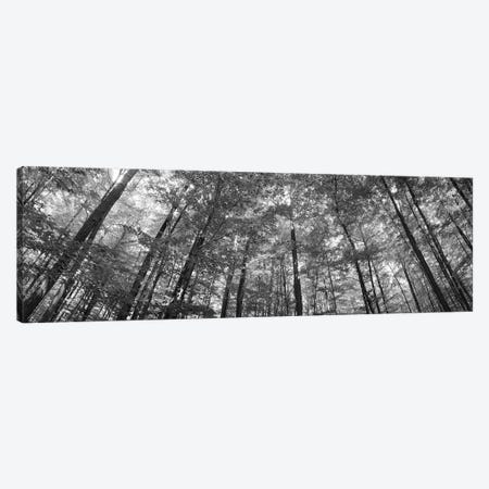 Low Angle View Of Beech Trees, Baden-Wurttemberg, Germany Canvas Print #PIM16196} by Panoramic Images Canvas Print