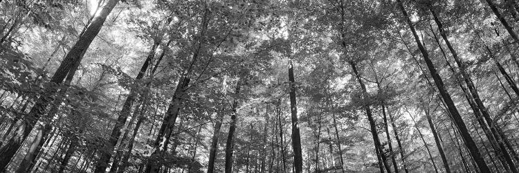 Low Angle View Of Beech Trees, Baden-Wurttemberg, Germany