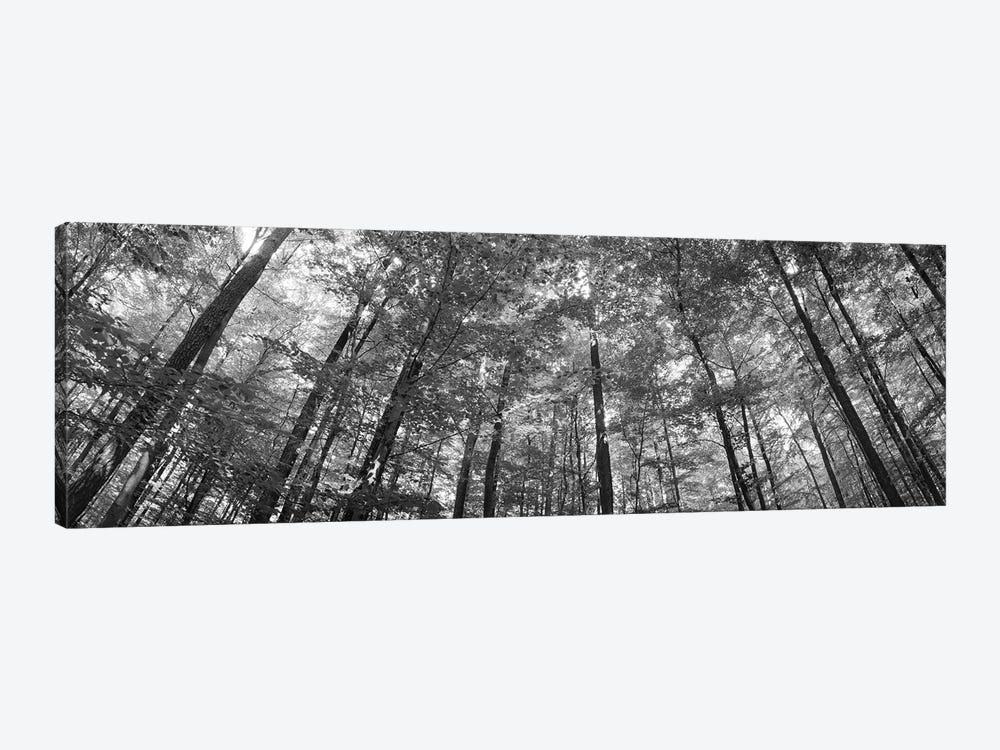 Low Angle View Of Beech Trees, Baden-Wurttemberg, Germany by Panoramic Images 1-piece Canvas Artwork