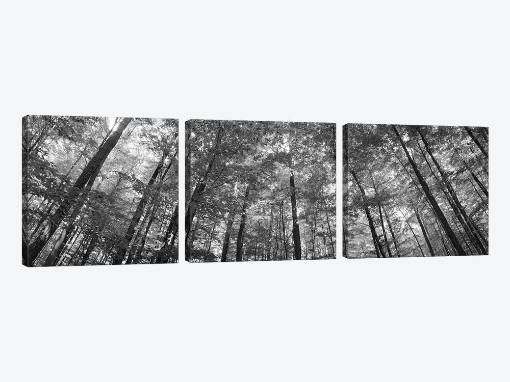 Low Angle View Of Beech Trees, Baden-Wurttemberg, Germany by Panoramic Images 3-piece Canvas Wall Art