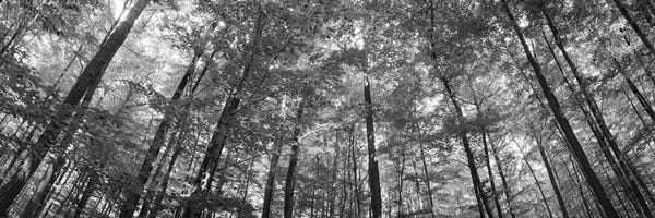 Low Angle View Of Beech Trees, Baden-Wurttemberg, Germany