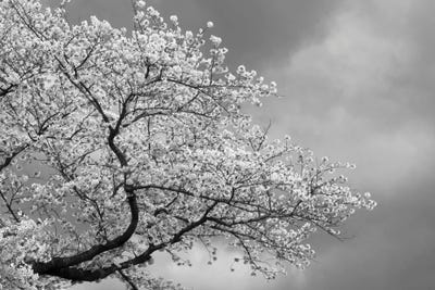Low Angle View Of Cherry Tree Blossom Against Cloudy Sky, Kitakami, Iwate Prefecture, Japan by Panoramic Images framed wall art