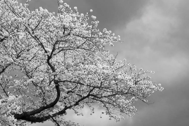 Low Angle View Of Cherry Tree Blossom Against Cloudy Sky, Kitakami, Iwate Prefecture, Japan