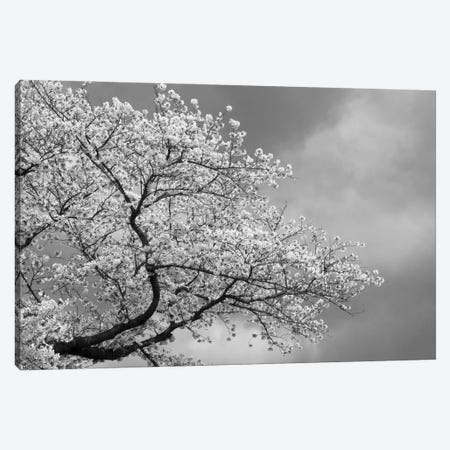 Low Angle View Of Cherry Tree Blossom Against Cloudy Sky, Kitakami, Iwate Prefecture, Japan Canvas Print #PIM16197} by Panoramic Images Canvas Print