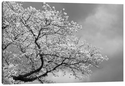 Low Angle View Of Cherry Tree Blossom Against Cloudy Sky, Kitakami, Iwate Prefecture, Japan Canvas Art Print - Cherry Tree Art