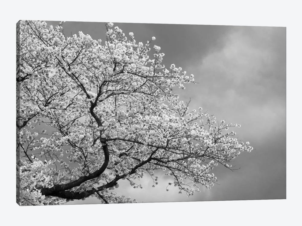 Low Angle View Of Cherry Tree Blossom Against Cloudy Sky, Kitakami, Iwate Prefecture, Japan by Panoramic Images 1-piece Art Print