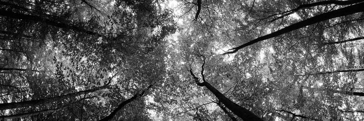 Low Angle View Of Trees, Bavaria, Germany