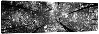 Low Angle View Of Trees, Bavaria, Germany Canvas Art Print
