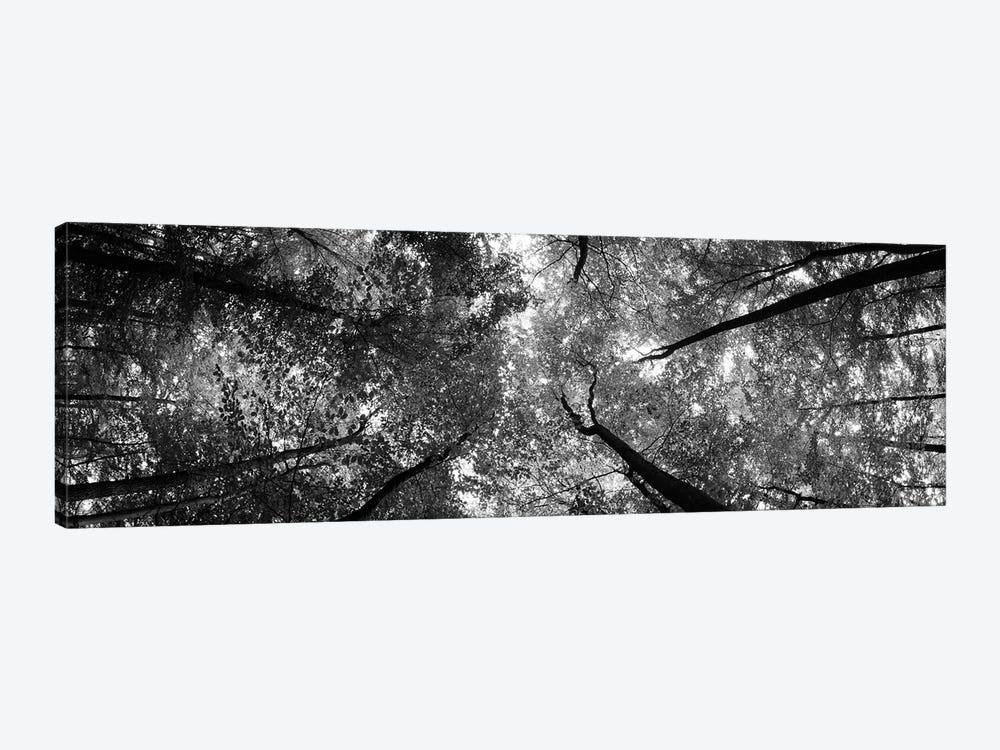 Low Angle View Of Trees, Bavaria, Germany by Panoramic Images 1-piece Canvas Artwork
