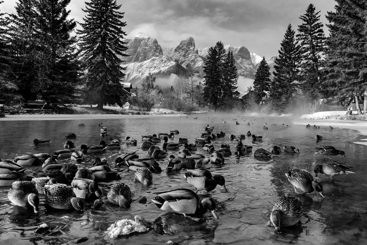 Mallard Ducks And Mount Rundle, Spring Creek, Canmore, Alberta, Canada