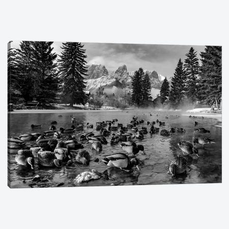 Mallard Ducks And Mount Rundle, Spring Creek, Canmore, Alberta, Canada Canvas Print #PIM16199} by Panoramic Images Canvas Artwork