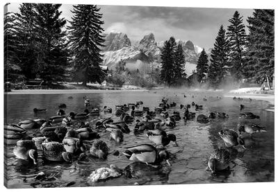 Mallard Ducks And Mount Rundle, Spring Creek, Canmore, Alberta, Canada Canvas Art Print