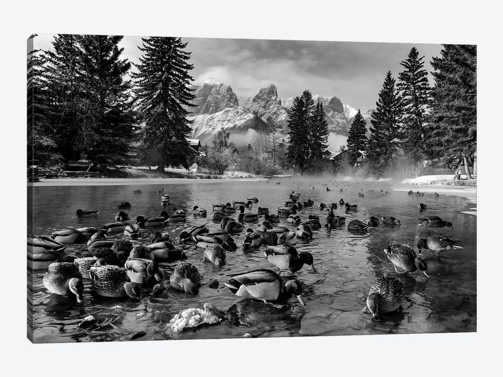 Mallard Ducks And Mount Rundle, Spring Creek, Canmore, Alberta, Canada by Panoramic Images 1-piece Canvas Print