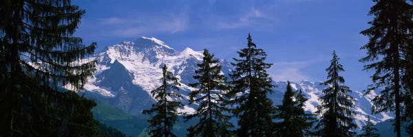 Evergreen Trees: Snowy Winter Landscape, Bernese Oberland, Bern, Switzerland by Panoramic Images
