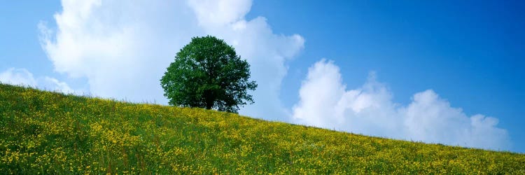 Green Hill w/ flowers & tree Canton Zug Switzerland