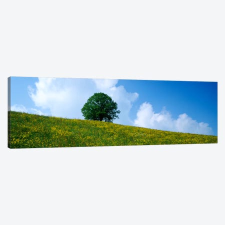 Green Hill w/ flowers & tree Canton Zug Switzerland Canvas Print #PIM161} by Panoramic Images Canvas Print